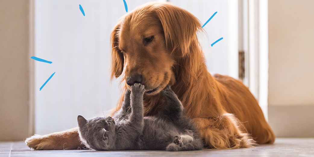 chienchat_site
